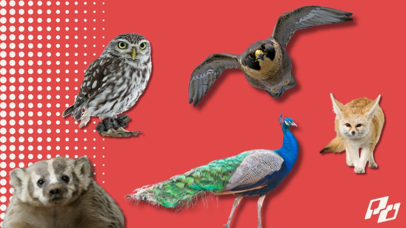 What’s Your Pickleball ‘Spirit Animal’